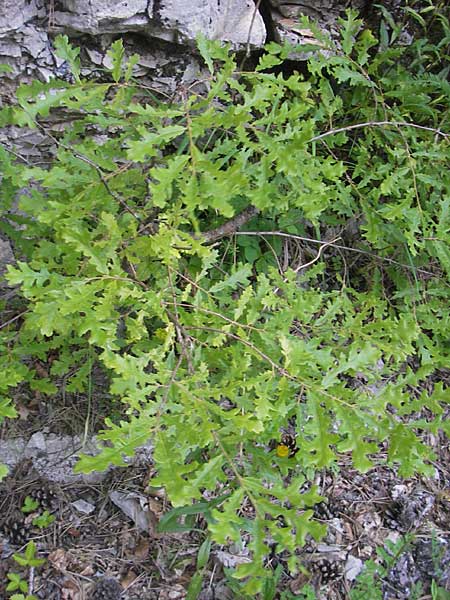 Quercus cerris \ Zerr-Eiche, Kroatien Učka 29.6.2010