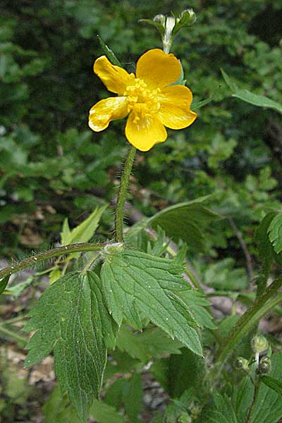 Ranunculus velutinus \ Samtiger Hahnenfu / Velvet Buttercup, Kroatien/Croatia Velebit Zavizan 1.6.2006