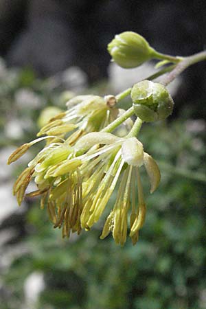 Thalictrum minus \ Kleine Wiesenraute / Lesser Meadow-Rue, Kroatien/Croatia Velebit Zavizan 17.7.2007