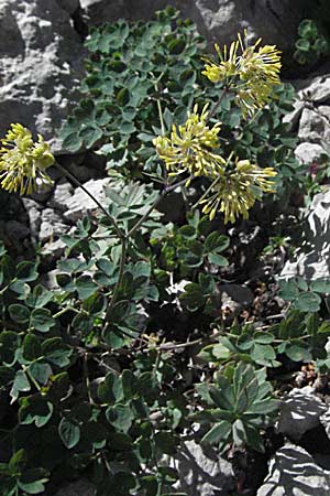 Thalictrum minus \ Kleine Wiesenraute / Lesser Meadow-Rue, Kroatien/Croatia Velebit Zavizan 17.7.2007