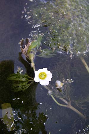 Ranunculus trichophyllus ? \ Haarblttriger Wasser-Hahnenfu / Thread-Leaved Water Crowfoot, Kroatien/Croatia Donji Budački 31.5.2008