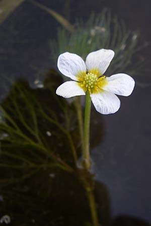 Ranunculus trichophyllus ? \ Haarblttriger Wasser-Hahnenfu / Thread-Leaved Water Crowfoot, Kroatien/Croatia Donji Budački 31.5.2008