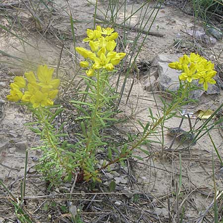 Haplophyllum patavinum / Padova-Haplophyllum, Croatia Drniš 2.6.2008