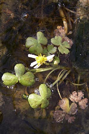 Ranunculus peltatus \ Schild-Wasser-Hahnenfuß / Pond Water Crowfoot, Kroatien/Croatia Šibenik 3.6.2008