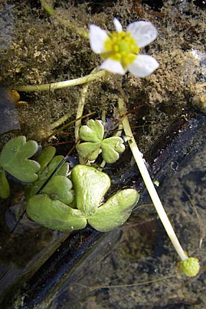 Ranunculus peltatus \ Schild-Wasser-Hahnenfuß / Pond Water Crowfoot, Kroatien/Croatia Šibenik 3.6.2008