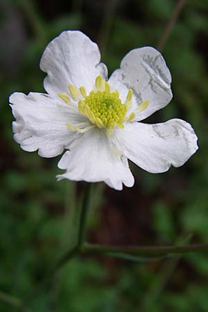 Ranunculus aconitifolius \ Eisenhutblttriger Hahnenfu / Aconite-Leaved Buttercup, Kroatien/Croatia Velebit 4.6.2008