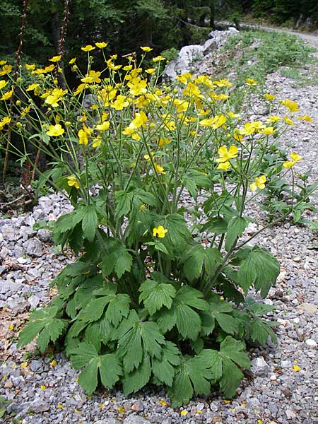 Ranunculus velutinus \ Samtiger Hahnenfu / Velvet Buttercup, Kroatien/Croatia Velebit 4.6.2008