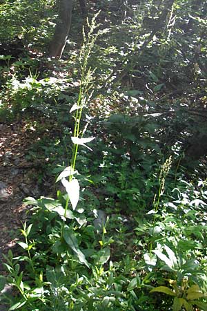 Rumex alpestris \ Berg-Sauerampfer, Kroatien Velebit Zavizan 30.6.2010