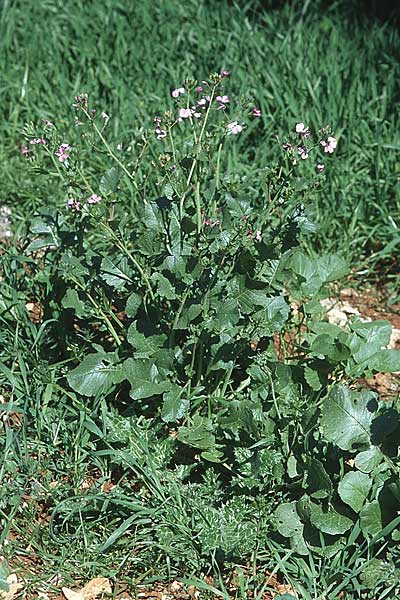 Raphanus sativus \ Rettich / Radish, Kroatien/Croatia Šibenik 8.4.2006