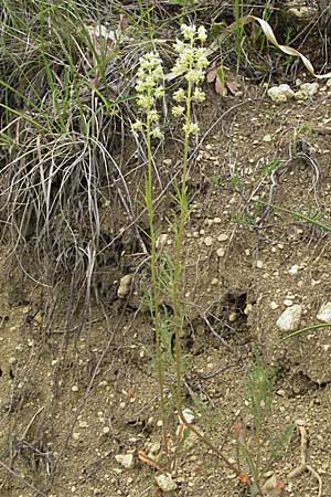 Reseda lutea / Wild Mignonette, Croatia Istria, Gračišće 27.5.2006