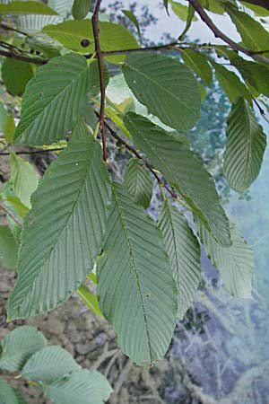 Rhamnus fallax \ Krainer Kreuzdorn / Carniolan Buckthorn, Kroatien/Croatia Plitvička 19.7.2007