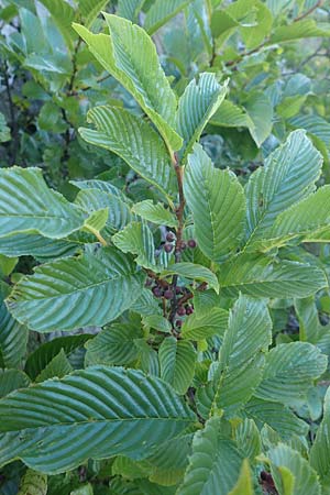 Rhamnus fallax / Carniolan Buckthorn, Croatia Velebit 19.8.2016