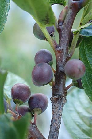 Rhamnus fallax \ Krainer Kreuzdorn, Kroatien Velebit 19.8.2016