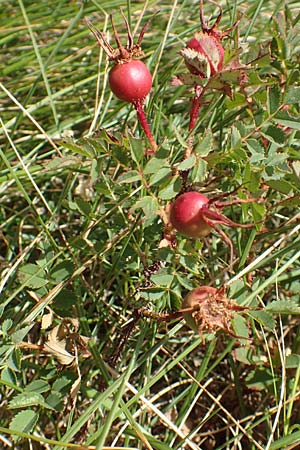 Rosa spinosissima \ Bibernellblttrige Rose / Burnet Rose, Kroatien/Croatia Učka 12.8.2016