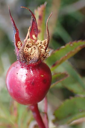 Rosa spinosissima \ Bibernellblttrige Rose / Burnet Rose, Kroatien/Croatia Učka 12.8.2016