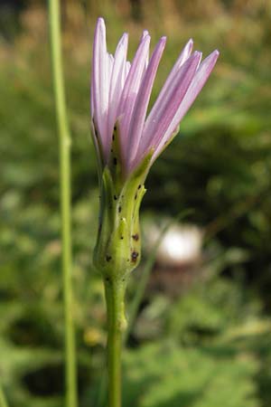 Scorzonera rosea / Rosy Viper's Grass, Croatia Velebit 19.8.2016