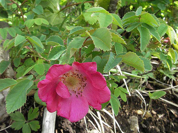 Rosa pendulina \ Alpen-Heckenrose, Kroatien Velebit 31.5.2006