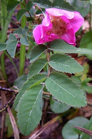 Rosa pendulina \ Alpen-Heckenrose, Kroatien Velebit 3.6.2008