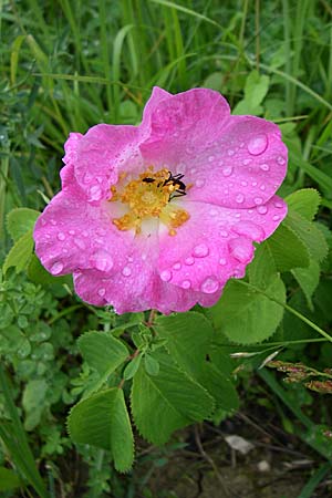 Rosa sherardii ? \ Samt-Rose, Kroatien Istrien, Vrh 6.6.2008