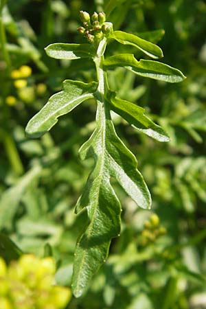 Rorippa x anceps \ Niederliegende Sumpfkresse, Kroatien Medvednica 1.7.2010