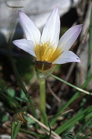 Romulea bulbocodium \ Grobltiger Scheinkrokus / Sand Crocus, Kroatien/Croatia Šibenik 2.4.2006