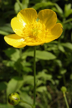 Ranunculus polyanthemos / Multiflowered Buttercup, Croatia Medvednica 1.8.2011