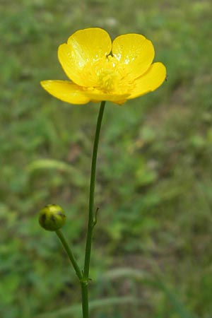 Ranunculus polyanthemos \ Vielbltiger Hahnenfu / Multiflowered Buttercup, Kroatien/Croatia Medvednica 1.8.2011