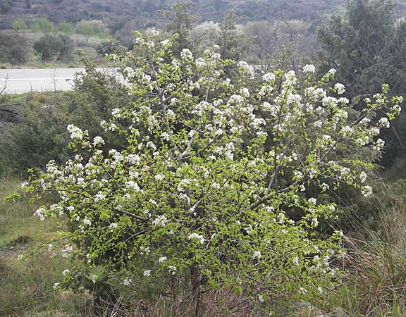 Prunus mahaleb \ Felsenkirsche, Stein-Weichsel / Saint Lucie Cherry, Kroatien/Croatia Šibenik 2.4.2006