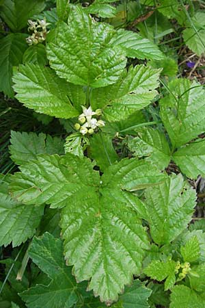 Rubus saxatilis \ Steinbeere, Kroatien Velebit Zavizan 30.6.2010