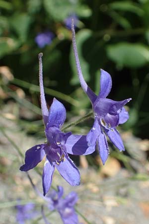 Delphinium consolida subsp. consolida \ Feld-Rittersporn / Forking Larkspur, Kroatien/Croatia Istrien/Istria, Motovun 11.8.2016