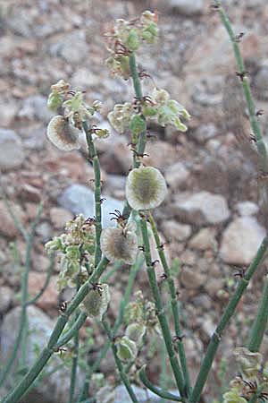 Rumex scutatus \ Schild-Ampfer / French Sorrel, Kroatien/Croatia Senj 16.7.2007