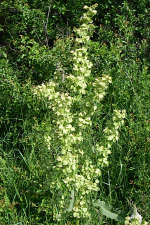 Rumex aquaticus \ Wasser-Ampfer / Scottish Dock, Kroatien/Croatia Udbina 2.6.2008