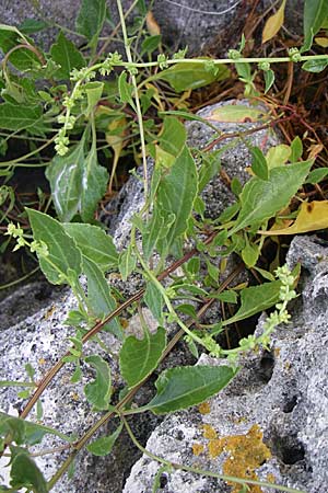 Beta vulgaris subsp. maritima \ Wilde Rübe, Meer-Mangold / Sea Beet, Kroatien/Croatia Istrien/Istria, Premantura 5.6.2008