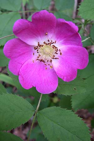 Rosa pendulina \ Alpen-Heckenrose / Alpine Rose, Kroatien/Croatia Plitvička 1.6.2008