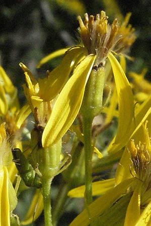 Senecio hercynicus x ovatus \ Greiskraut-Hybride, Kroatien Velebit 16.7.2007