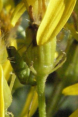 Senecio hercynicus x ovatus \ Greiskraut-Hybride, Kroatien Velebit 16.7.2007