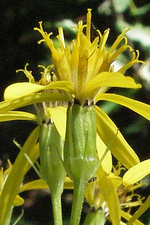 Senecio ovatus \ Fuchssches Greiskraut, Fuchs-Kreuzkraut, Kroatien Učka 14.7.2007