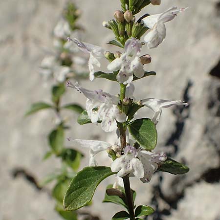 Clinopodium calamintha \ Kleinbltige Bergminze / Lesser Calamint, Kroatien/Croatia Risnjak 14.8.2016