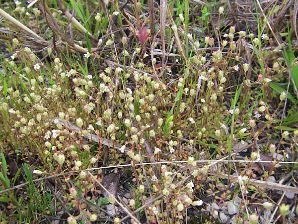 Saxifraga tridactylites \ Dreifinger-Steinbrech, Kroatien Šibenik 2.4.2006