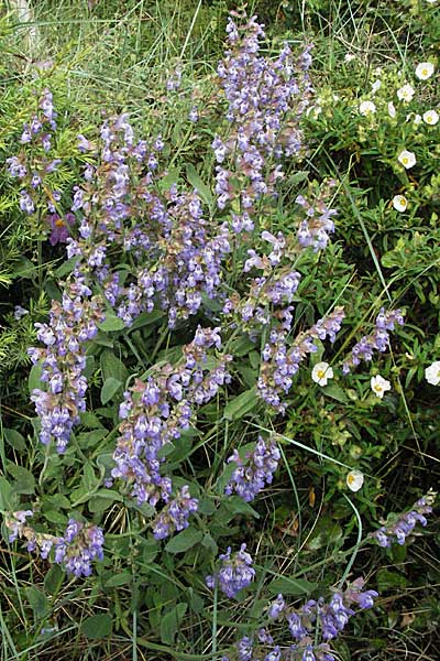 Salvia officinalis \ Echte Salbei / Common Sage, Kroatien/Croatia Istrien/Istria, Premantura 30.5.2006