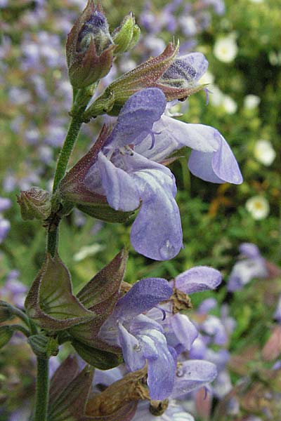 Salvia officinalis \ Echte Salbei / Common Sage, Kroatien/Croatia Istrien/Istria, Premantura 30.5.2006