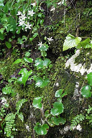 Saxifraga rotundifolia \ Rundblttriger Steinbrech / Round-Leaved Saxifrage, Kroatien/Croatia Plitvička 3.6.2006