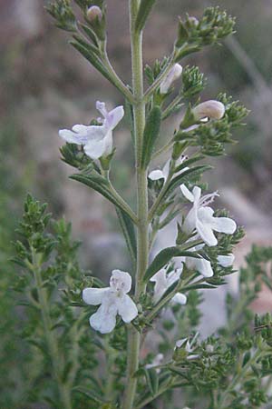 Satureja montana \ Winter-Bohnenkraut, Karst-Bergminze / Winter Savory, Kroatien/Croatia Senj 16.7.2007