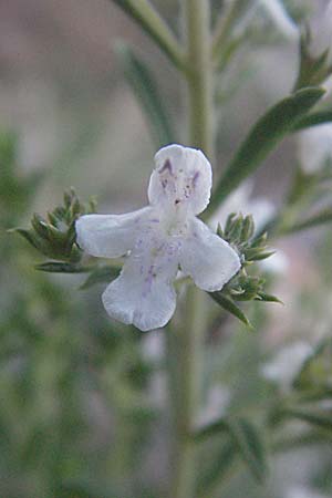 Satureja montana \ Winter-Bohnenkraut, Karst-Bergminze / Winter Savory, Kroatien/Croatia Senj 16.7.2007