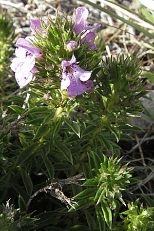 Satureja subspicata / Summer Savory, Croatia Karlobag 17.7.2007