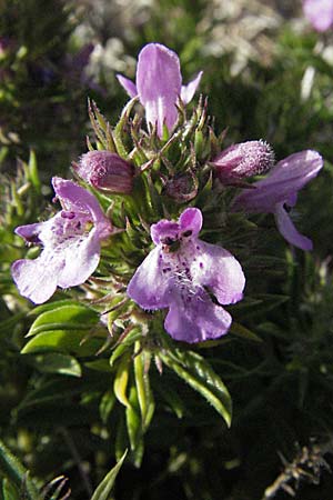 Satureja subspicata \ Zwerg-Bohnenkraut / Summer Savory, Kroatien/Croatia Karlobag 17.7.2007