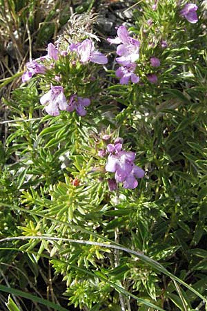 Satureja subspicata / Summer Savory, Croatia Karlobag 17.7.2007