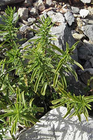 Satureja subspicata \ Zwerg-Bohnenkraut / Summer Savory, Kroatien/Croatia Karlobag 17.7.2007