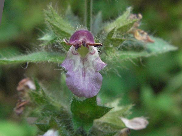 Stachys alpina \ Alpen-Ziest / Limestone Woundwort, Kroatien/Croatia Medvednica 20.7.2007