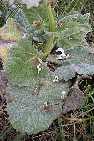 Salvia aethiopis \ Ungarischer Salbei, Woll-Salbei, Kroatien Visovac 2.6.2008